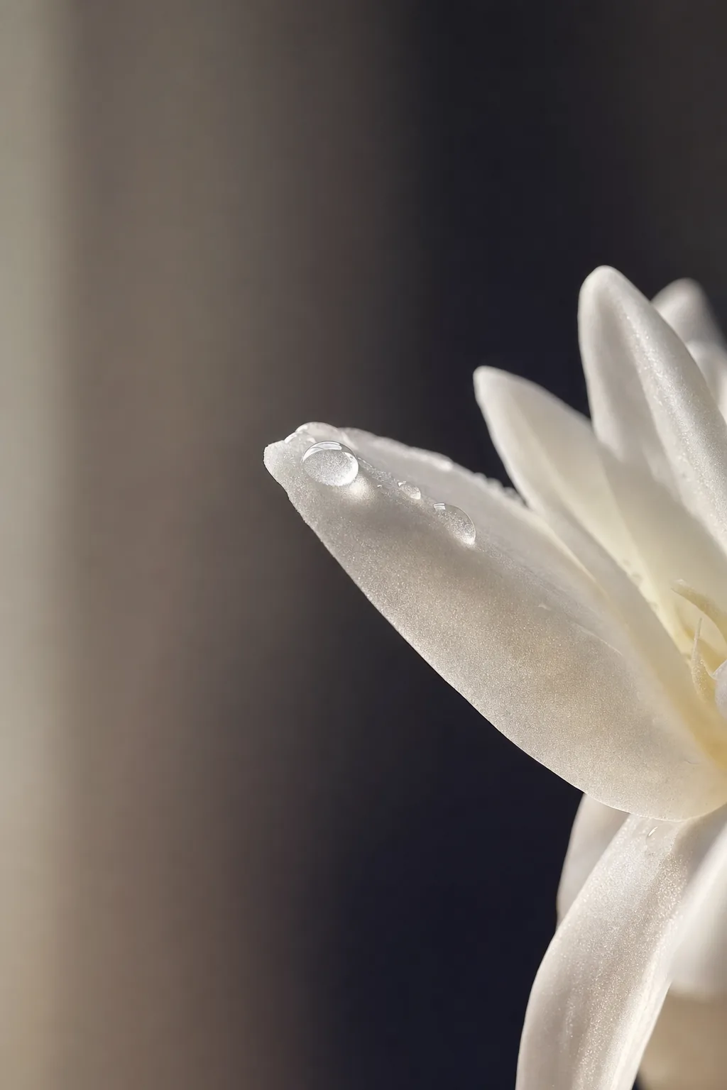 A single white tuberose petal in close-up with a droplet of dew, soft natural light.